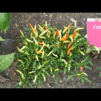 Piment - Capsicum frutescens L. - variete Explosive ignite (tres fort) (1)